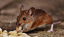 24 Hour & Emergency Exterminators in Flora, ND
